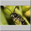 Mimumesa sp - Grabwespe 06b 7-8mm.jpg